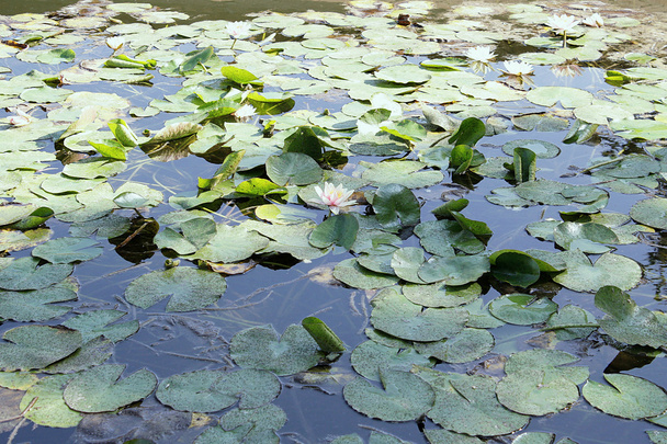 Pond and lotus flowers - Valokuva, kuva