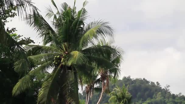 Praia de Palawan, Filipinas
 - Filmagem, Vídeo