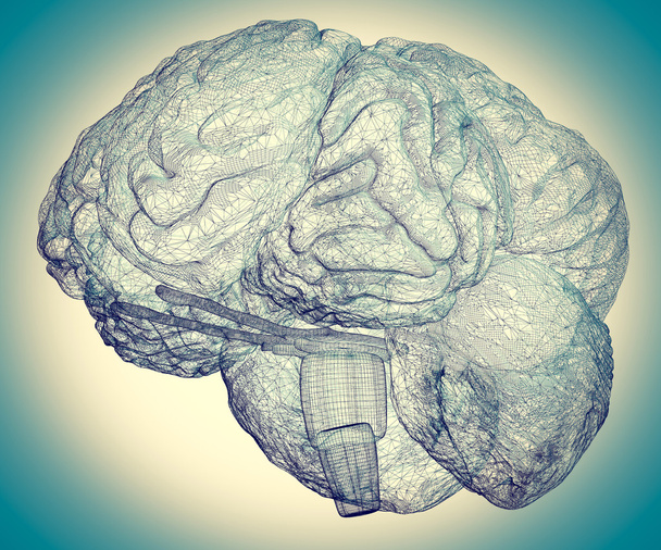 Ludzki mózg 1 - Zdjęcie, obraz