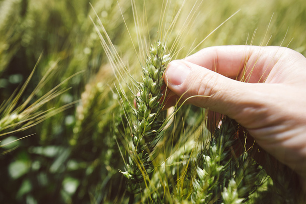 Hand in wheat field - Foto, immagini