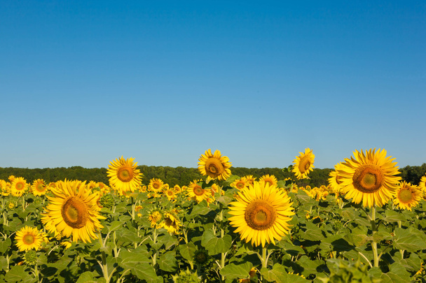 Field of blooming sunflowers - Photo, Image