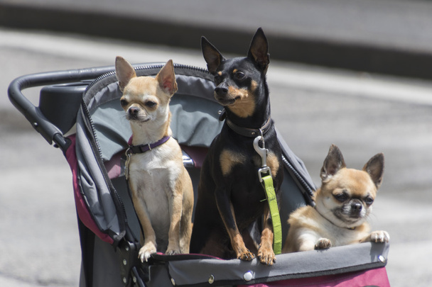 pincer and chihuahua in stroller - Photo, Image