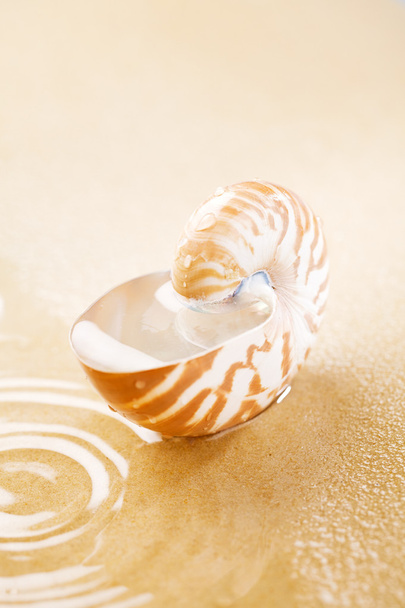 Nautilus powłoki pełne wody w morzu piasku - Zdjęcie, obraz