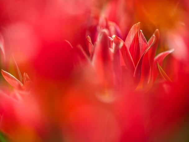 hermoso rojo flores de tulipán
 - Foto, imagen