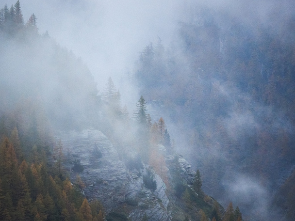 Туманный лес на склоне горы
 - Фото, изображение
