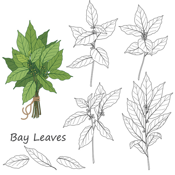 Bay Leaves Set - Vector, Imagen