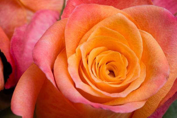 Closeup of an orange rose - Foto, Imagem