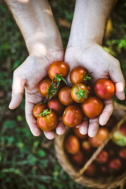Freshly harvested tomatoes - Фото, изображение