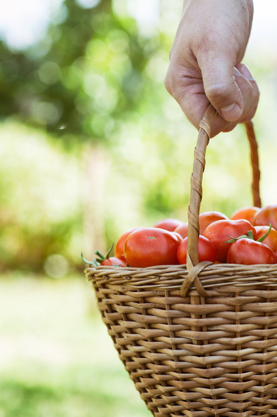 Freshly harvested tomatoes - Foto, Imagen