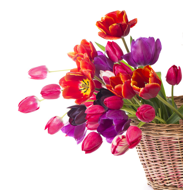 Tulips, isolated on white - Фото, изображение