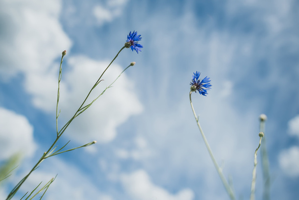 Сині кукурудзяні квіти, літній вид
 - Фото, зображення