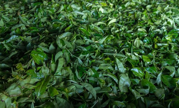 Fresh green tea  - Photo, Image