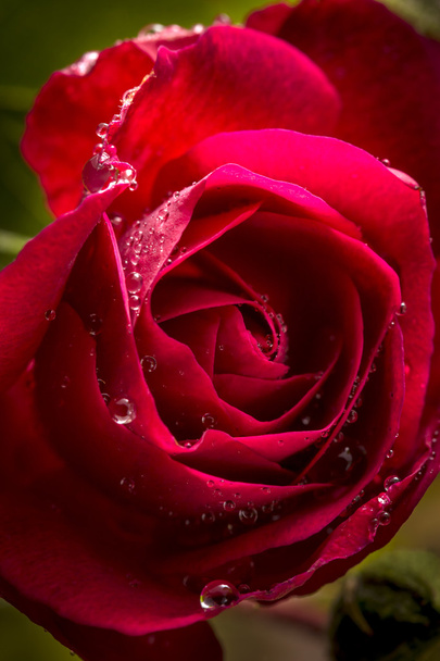 Csepp a vörös rózsa. - Fotó, kép