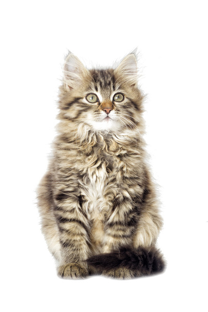a gray kitten - Fotó, kép