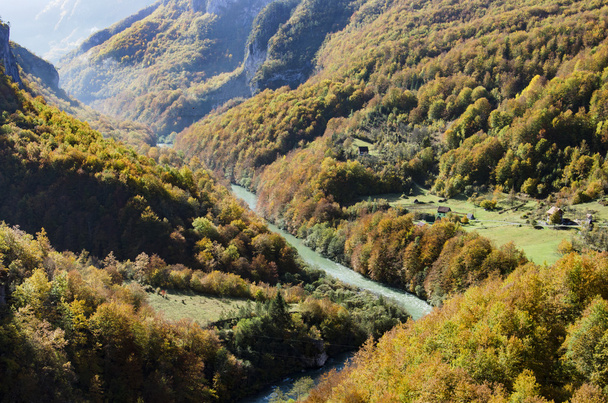 Vuoristojoki Tara ja metsä
 - Valokuva, kuva