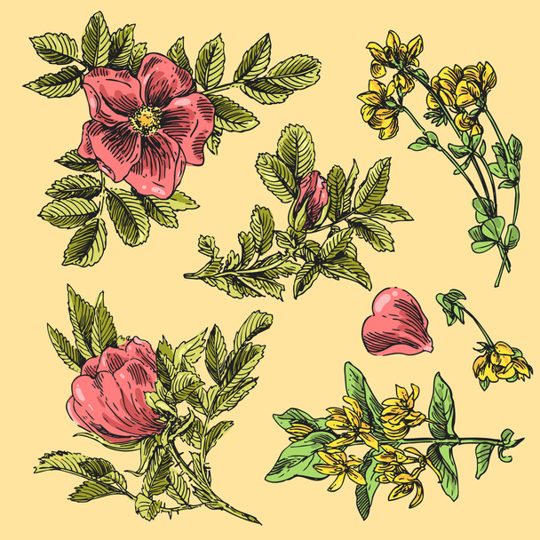 hand drawn flowers - Vector, Image