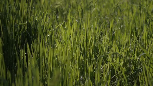 Mattina primaverile sul campo verde fresco
 - Filmati, video