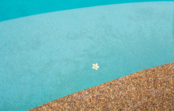 Flor de Frangipani en la piscina
 - Foto, imagen