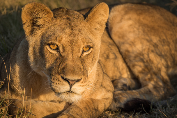Közelkép az oroszlán pihenő arany fényben - Fotó, kép