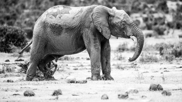 Elefantes en Addo Elephant Park, Sudáfrica
 - Foto, Imagen