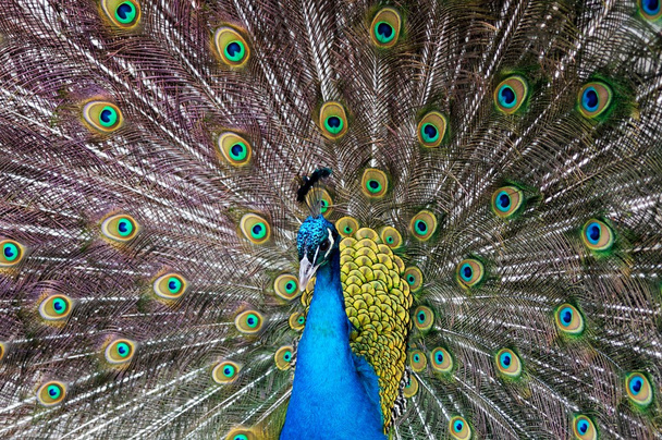 páva színes háttérrel  - Fotó, kép