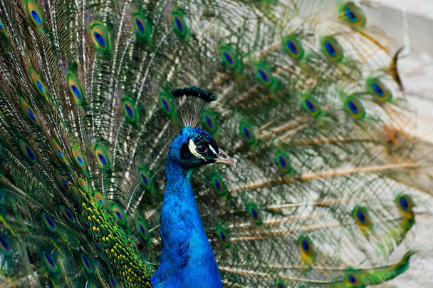 Peacock kleurrijke achtergrond  - Foto, afbeelding