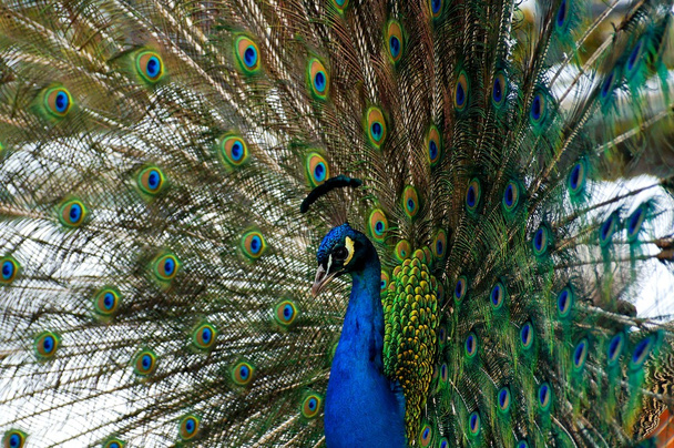 Peacock kleurrijke achtergrond  - Foto, afbeelding