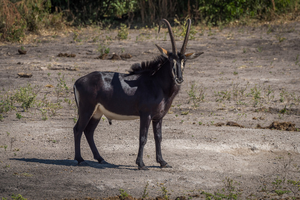 Antilopa Vraná na holé zemi čelí fotoaparát - Fotografie, Obrázek