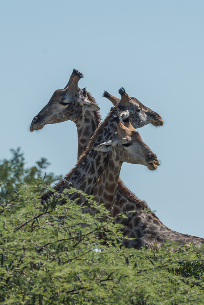 Tres jirafas con cuellos entrelazados sobre árboles
 - Foto, imagen