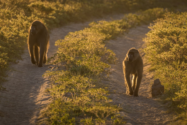 Twee chacma bavianen wandelen langs zandstrand spoor - Foto, afbeelding