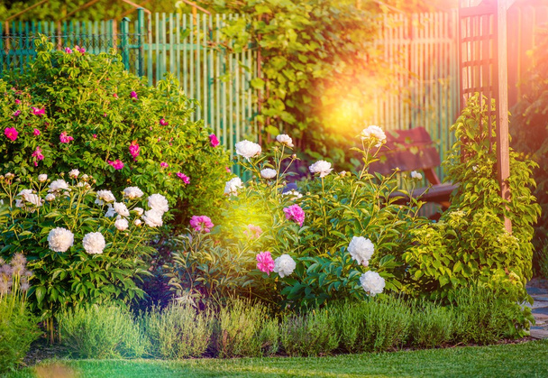 Jardin fleuri ensoleillé
 - Photo, image