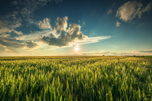 Campo de trigo verde, tiro ao pôr do sol
 - Foto, Imagem