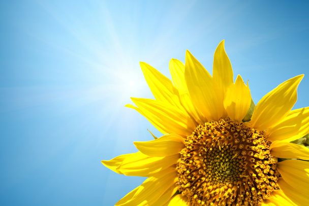 girassol com luz solar no verão
 - Foto, Imagem