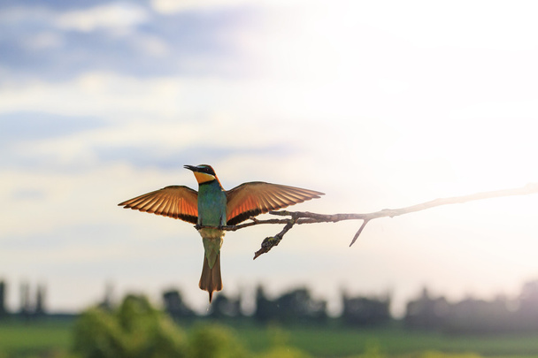 Oiseau au coucher du soleil avec ailes ouvertes avec hotspot ensoleillé
 - Photo, image