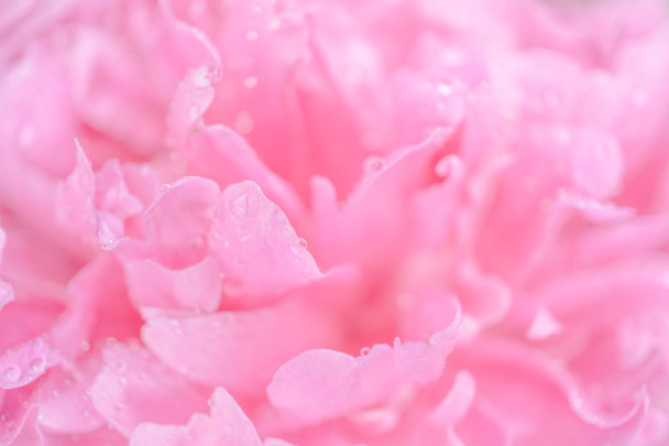 Tierno rosa mojado peonía flor macro fondo
 - Foto, Imagen