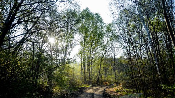 Les, pole ranní mlhy - Fotografie, Obrázek