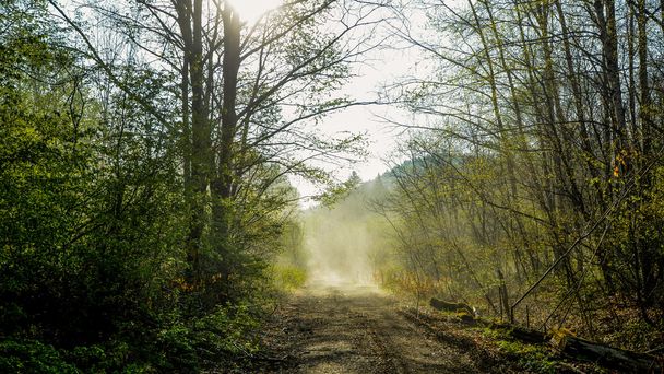floresta nevoeiro manhã campo
 - Foto, Imagem