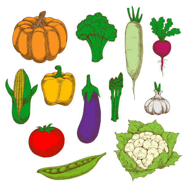 Υγιεινά και διαιτητικά λαχανικά σκίτσο σύμβολα - Διάνυσμα, εικόνα