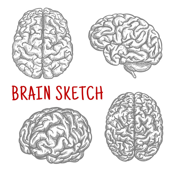 Ανθρώπινος εγκέφαλος σε διαφορετικές γωνίες Χαρακτική σκίτσα - Διάνυσμα, εικόνα