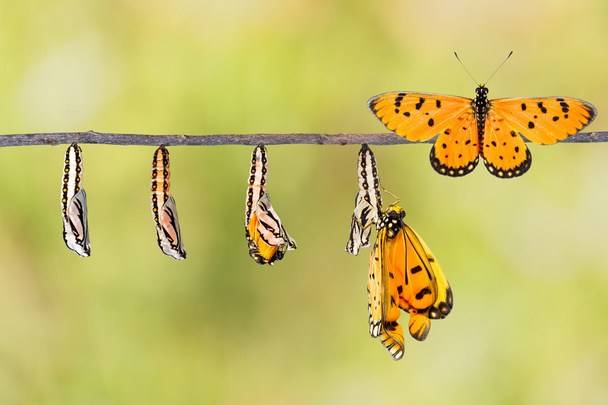 Lebenszyklus der tawny coster verwandeln sich von der Raupe zum Schmetterling - Foto, Bild