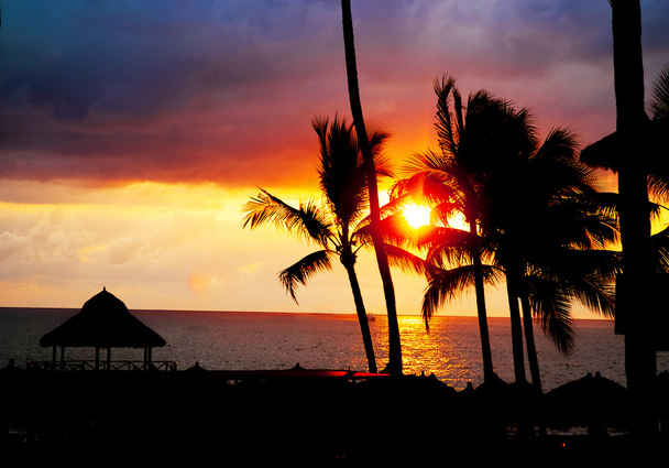 Palm tree sandy beach sunrise - Photo, Image