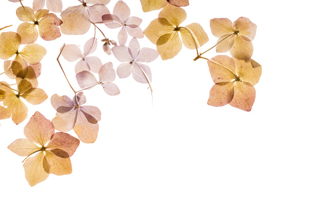 beautiful dry hydrangea - Fotó, kép