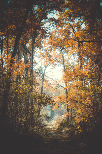 beautiful branch leaves, road Autumn in forest - Foto, Bild
