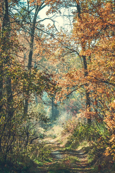 beautiful branch leaves, road Autumn in forest - Φωτογραφία, εικόνα
