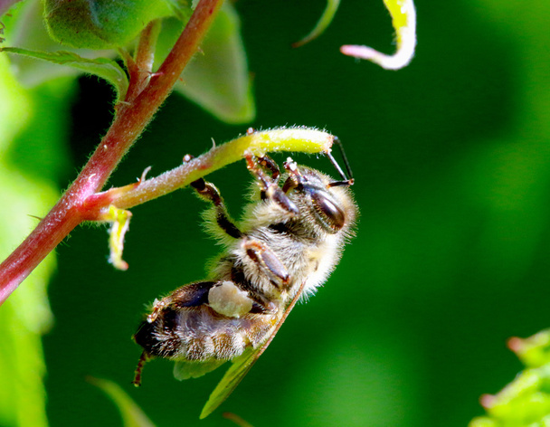 бджола на роботі на малиновому кущі сонячний день
. - Фото, зображення