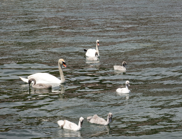 Cisne bonito família
 - Foto, Imagem