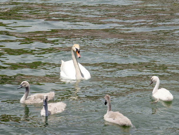 Curar la familia cisne
 - Foto, Imagen