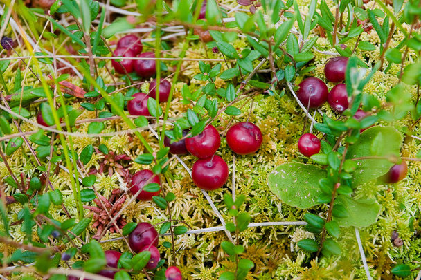 Cranberries no musgo
 - Foto, Imagem
