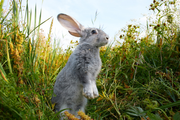 Cautious hare - Photo, Image