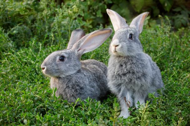 paar konijnen - Foto, afbeelding